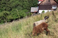 /album/fotogalerie-shetlandske-ovce/farma-beskydy-foto-cieslar-3424-jpg1/